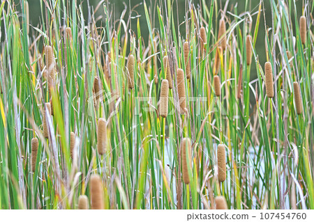 Cattails by the water 107454760