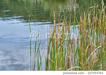 Cattails by the water 107454761