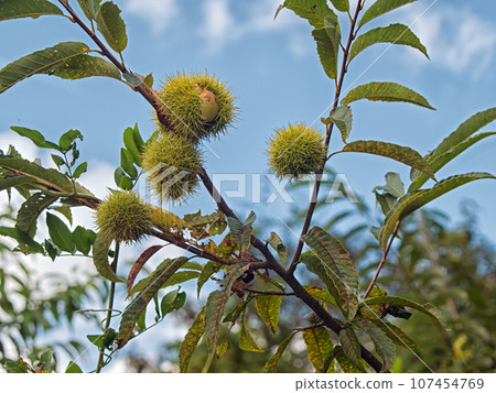 Yamakuri Yamakuri 107454769