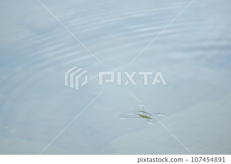 水面上的水黽 水面上的水黽 107454891