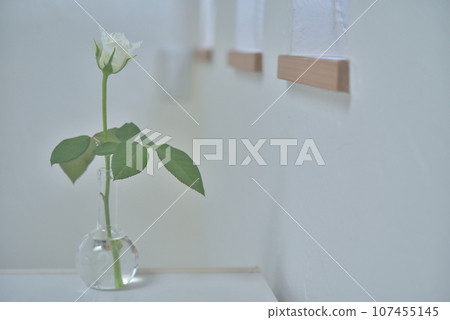 white roses in a vase white roses in a vase 107455145