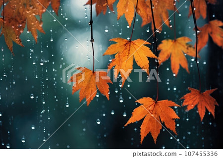 Autumn leaves in the rain 107455336