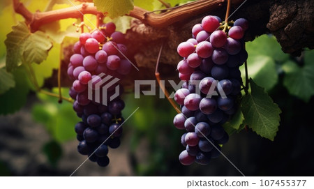 Ripening of red vines for wine production Ripening of red vines for wine production 107455377