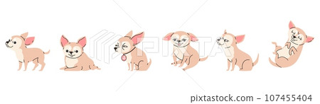 Set of funny chihuahua dogs in different poses flat style, vector illustration 107455404