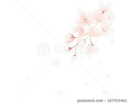 櫻花花瓣落下的插圖 107455462