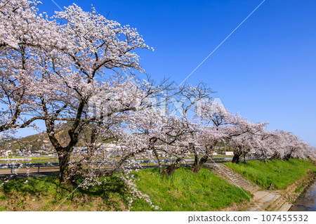 岐阜縣各務原市，清晨，新境川沿岸的櫻花樹 107455532
