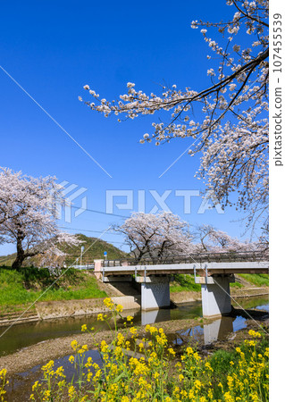 岐阜縣各務原市，清晨，新境川沿岸的櫻花樹 107455539