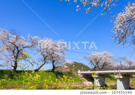 岐阜縣各務原市,清晨,新境川沿岸的櫻花樹 岐阜縣各務原市,清晨,新境川沿岸的櫻花樹 107455540