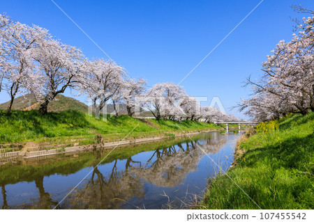 岐阜縣各務原市,清晨,新境川沿岸的櫻花樹 岐阜縣各務原市,清晨,新境川沿岸的櫻花樹 107455542