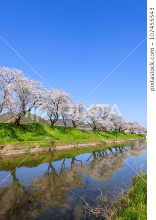 岐阜縣各務原市,清晨,新境川沿岸的櫻花樹 岐阜縣各務原市,清晨,新境川沿岸的櫻花樹 107455543