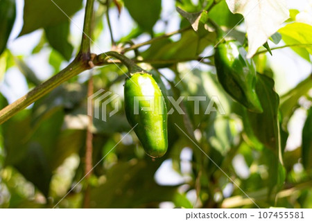Not bitter! kids peppers 107455581