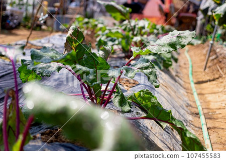 自家種植的甜菜葉 107455583
