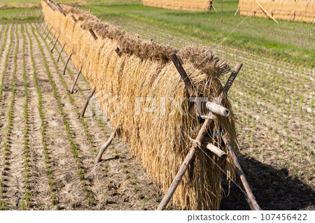 Sun-dried rice ears 107456422