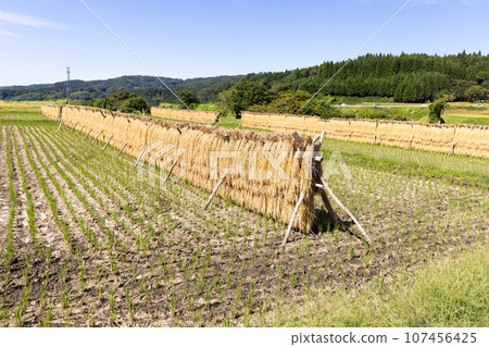 Sun-dried rice ears Sun-dried rice ears 107456425