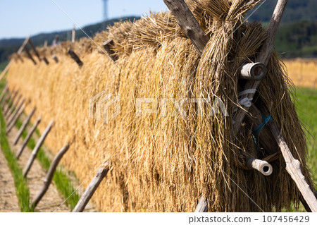 Sun-dried rice ears 107456429