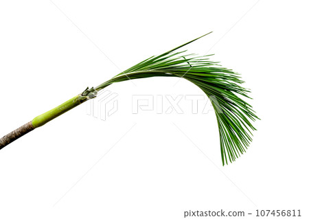Green leaves pattern,leaf palm and trunk tree isolated 107456811
