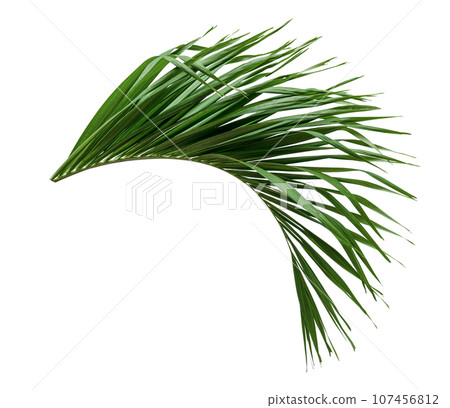 Green leaves pattern,leaf palm tree isolated Green leaves pattern,leaf palm tree isolated 107456812
