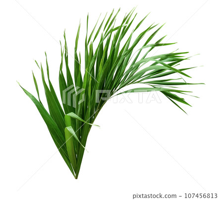 Green leaves pattern,leaf palm tree isolated 107456813