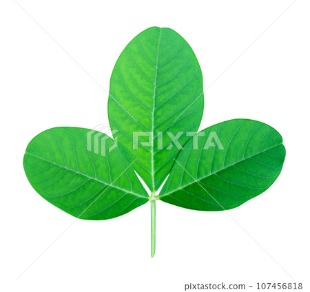 Green leaves pattern of tropical leaf plant isolated 107456818