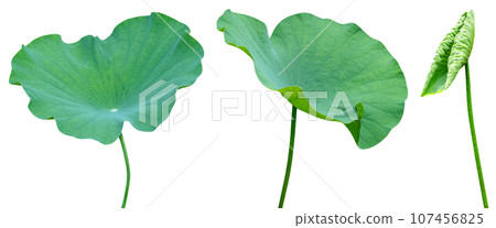 Green leaves pattern,leaf lotus isolated Green leaves pattern,leaf lotus isolated 107456825