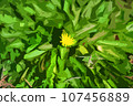 黃色的花，綠色的葉子 107456889