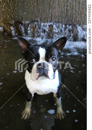 Mighty, a Boston terrier, looks cutely at the waterway of the Miyako River, a popular spot for river play♡ 107456982