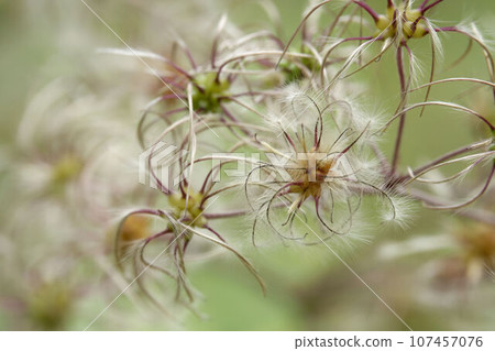 Seeds of a squirrel 107457076