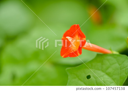 Marubaukou Marubaukou 107457138