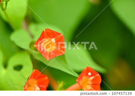 橙紅蔦蘿 107457139