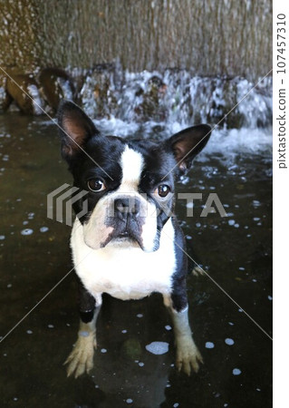 波士頓梗犬 Mighty 可愛地看著宮古川水道♡ 107457310