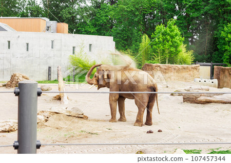 A Captivating Sight of the Asian Elephant in Zoo A Captivating Sight of the Asian Elephant in Zoo 107457344