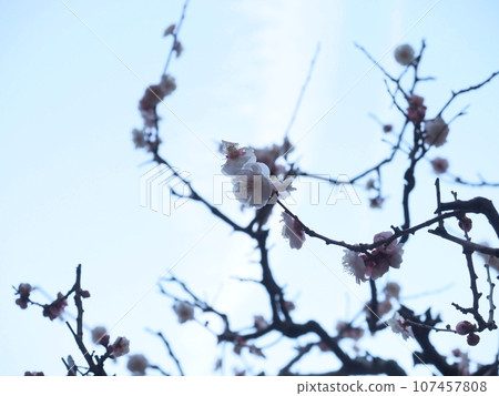 梅花盛開的「日式形象」(京都) 梅花盛開的「日式形象」(京都) 107457808