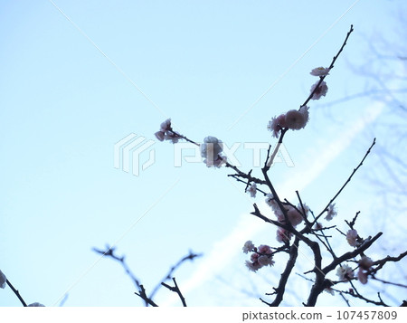 映襯藍天的紅梅「日式形象」（京都） 107457809