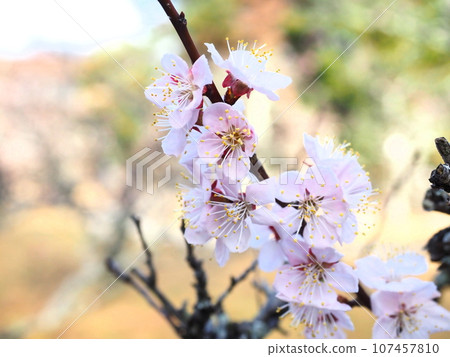 梅花預示著春天的到來「日式形象」（京都） 107457810