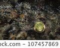 mountain stream and green tea 107457869
