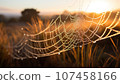 spider web with dew drops at sunrise, shallow depth of field 107458166