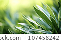 Close up of green leaves with bokeh effect. Nature background 107458242