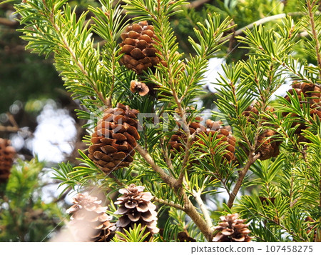 Pine cones and pine cones 107458275