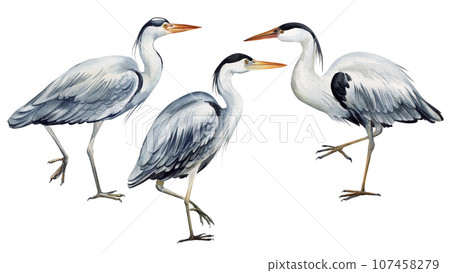 Heron bird on isolated white background, watercolor hand drawn painting illustration. Set of birds 107458279