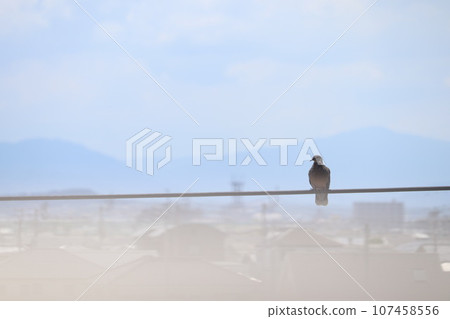 A pigeon sitting on an electric wire 107458556