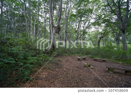 Iiyama City, Nagano Prefecture, plaza on the beech forest course near Chayaike House, August 27, 2023 107458609
