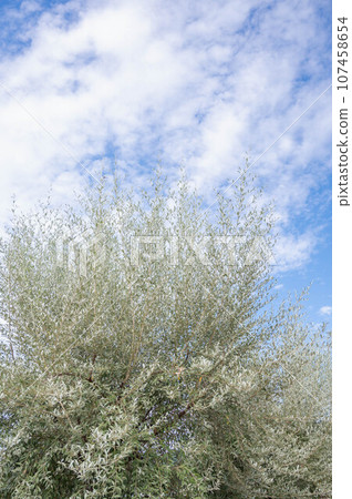 俄羅斯橄欖枝柔韌 俄羅斯橄欖枝柔韌 107458654