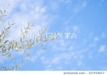 Blue sky and Russian olive branches Blue sky and Russian olive branches 107458657