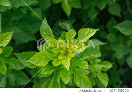 桑葉 桑葉 107458663