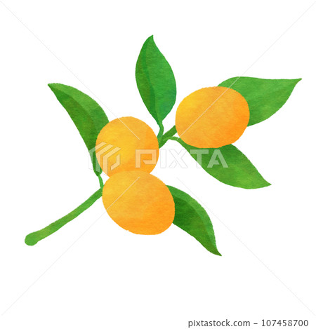 Kumquat illustration Kumquat illustration 107458700