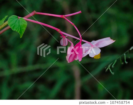 Red flowers of the genus genus Red flowers of the genus genus 107458754
