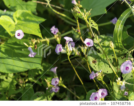 Morning glory and bees illuminated by the morning sun 107458756