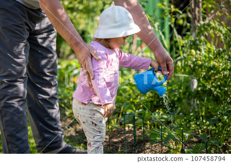 A young child and her grandfather tending to a garden together watering plants with a blue can A young child and her grandfather tending to a garden together watering plants with a blue can 107458794