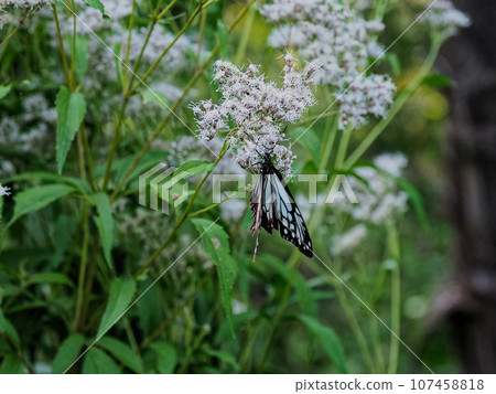 遊蝶(蛺蝶)訪花 遊蝶(蛺蝶)訪花 107458818