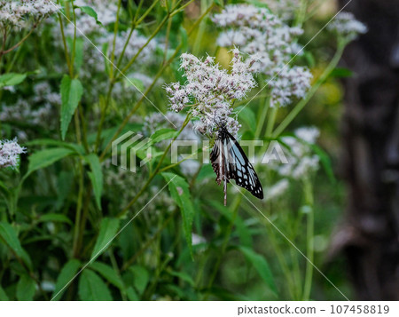 Visiting flowers by the traveling butterfly, Nymphidae 107458819